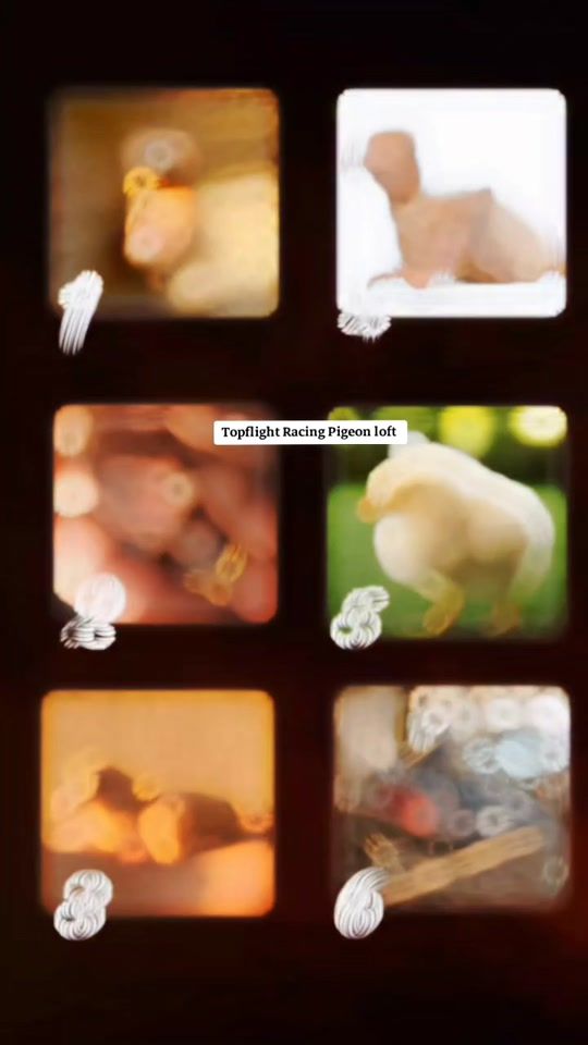 TikTok video thumbnail by topflighthomerpigeonloft