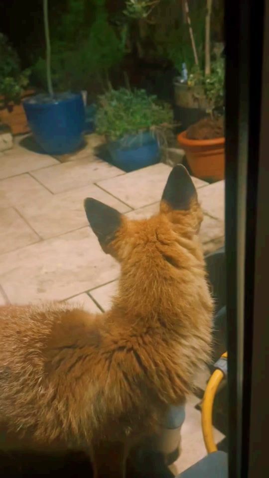 TikTok video thumbnail by jonborza1961