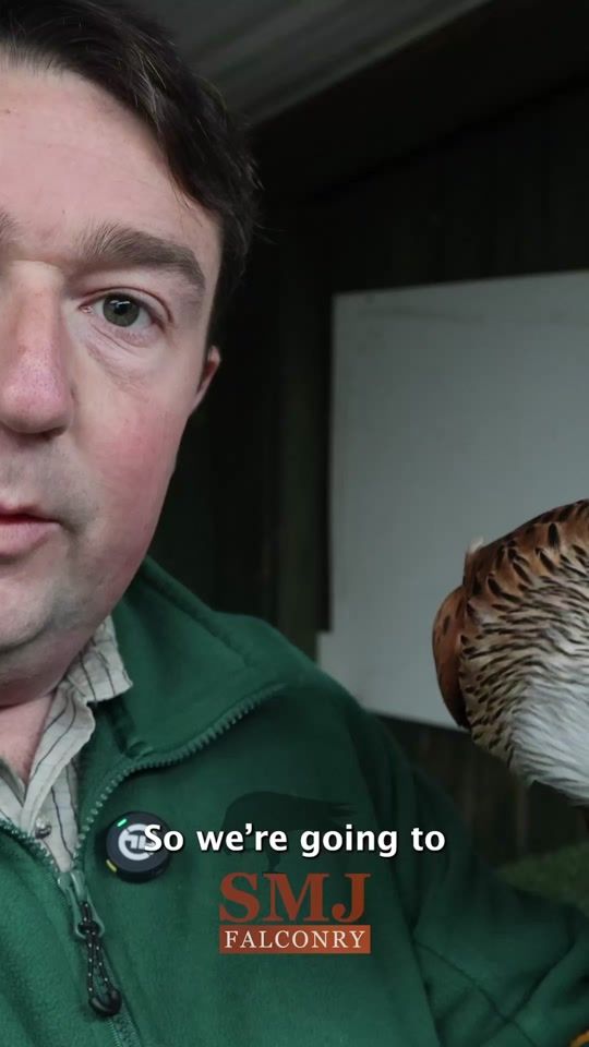 TikTok video thumbnail by smjfalconry