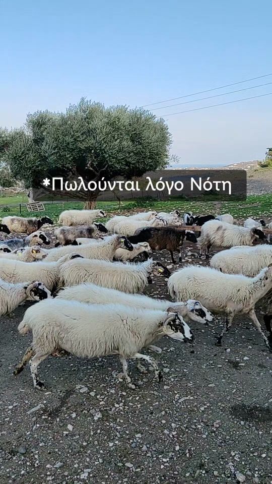 TikTok video thumbnail by elenimarkaki_