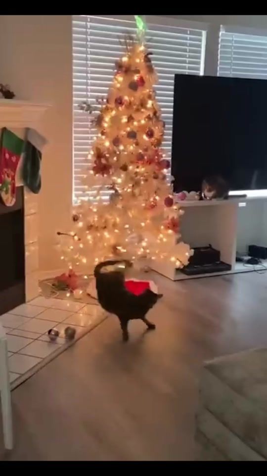 TikTok video thumbnail by feinedame1974