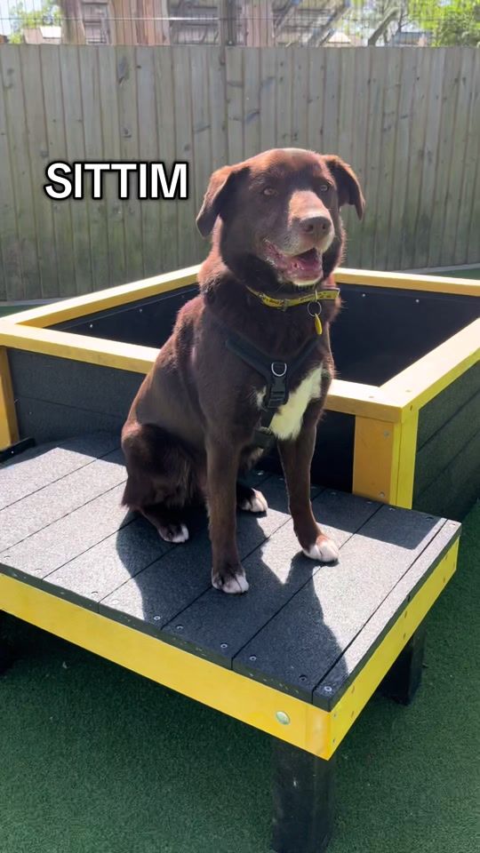 TikTok video thumbnail by dogstrust