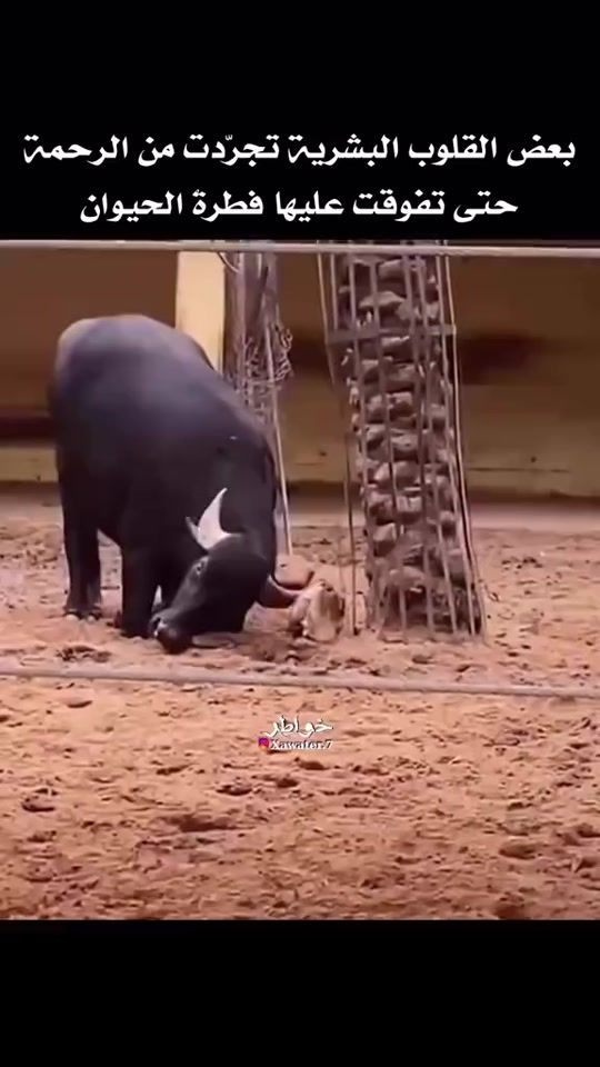 TikTok video thumbnail by bougafri