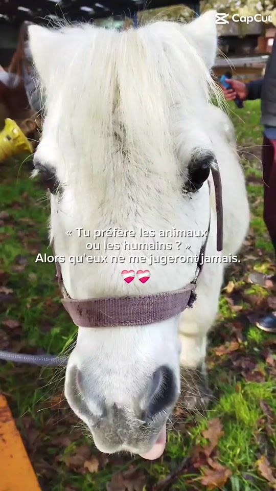TikTok video thumbnail by the_rider_with_pets