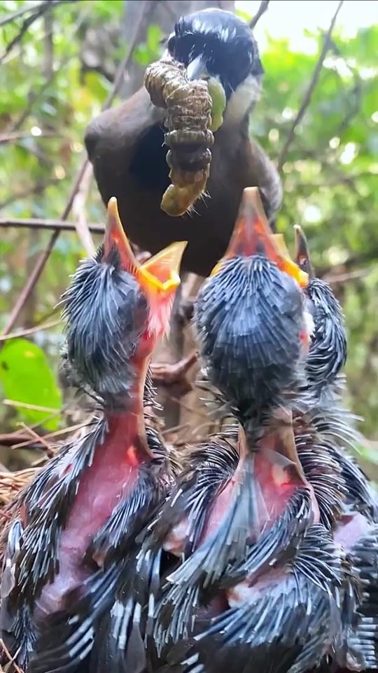 TikTok video thumbnail by lovebirdn