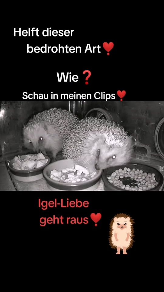 TikTok video thumbnail by igel_karin_van_bergen