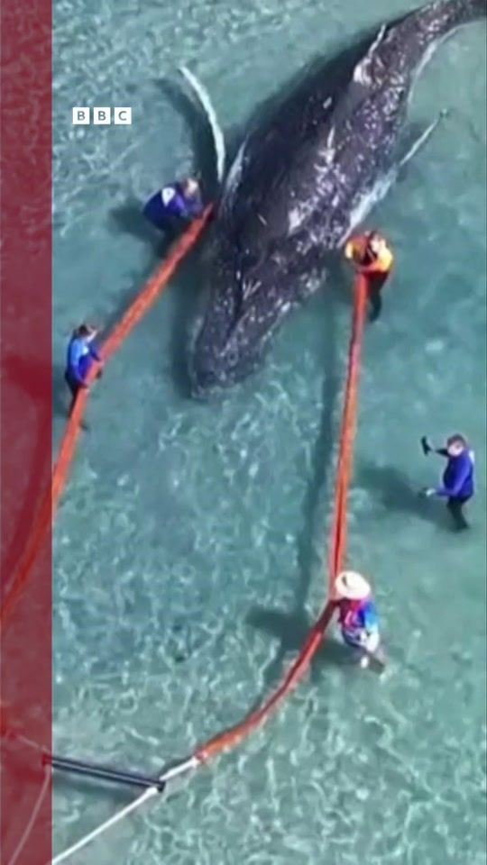 TikTok video thumbnail by bbcnewsbrasil