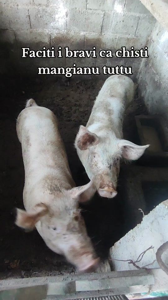 TikTok video thumbnail by priv.di.leo
