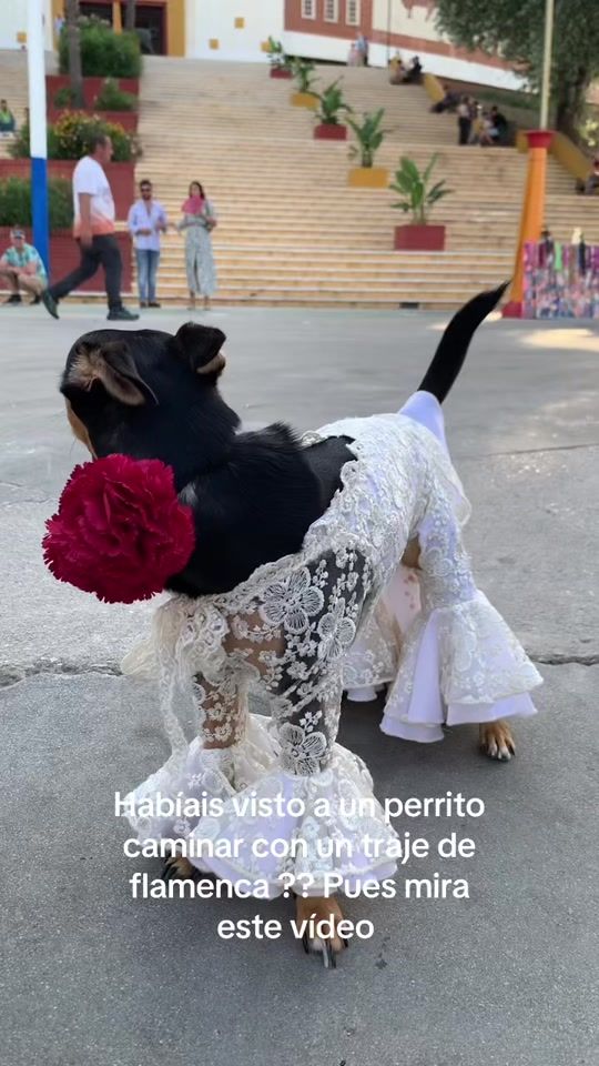 TikTok video thumbnail by mickey_gz