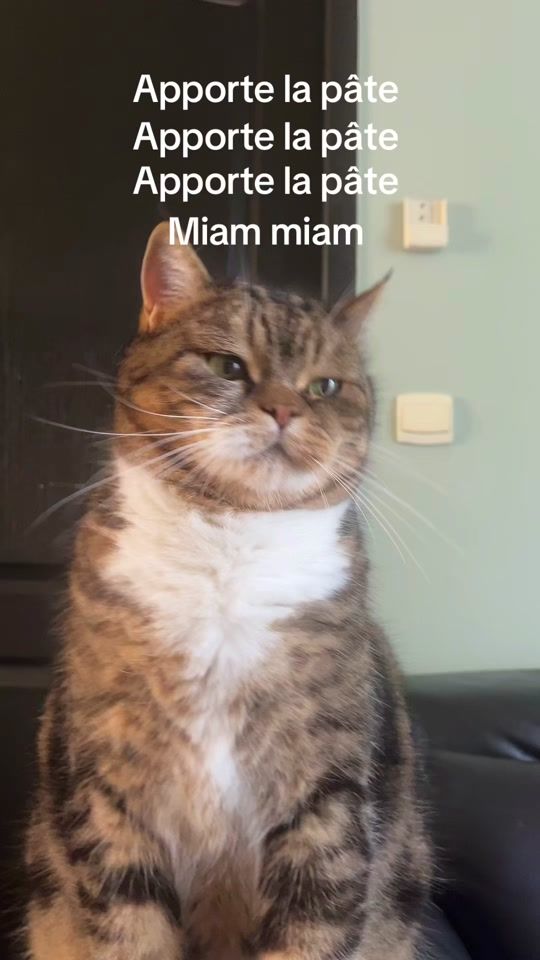 TikTok video thumbnail by mes.amis.4.pattes