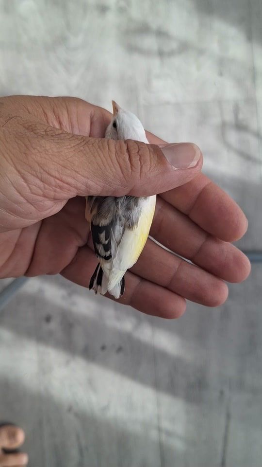 TikTok video thumbnail by jilgueros_carduelis