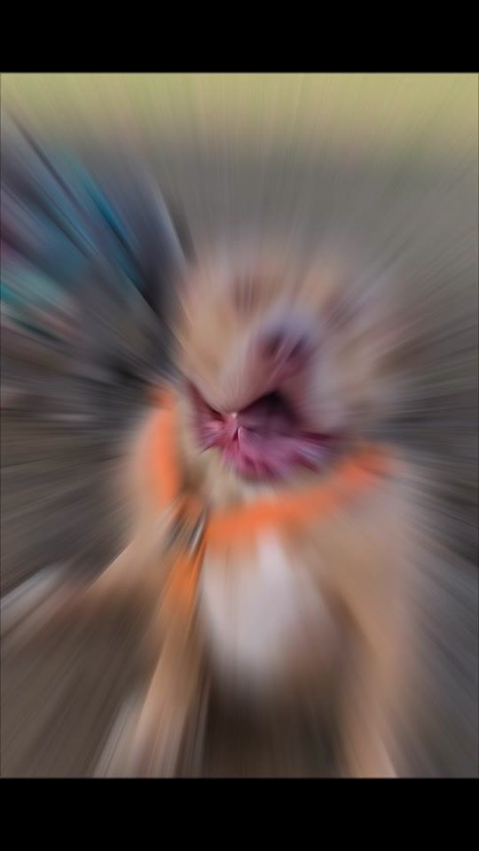 TikTok video thumbnail by potato_the_bully