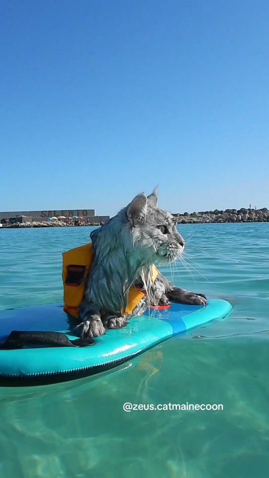 TikTok video thumbnail by zeus.catmainecoon