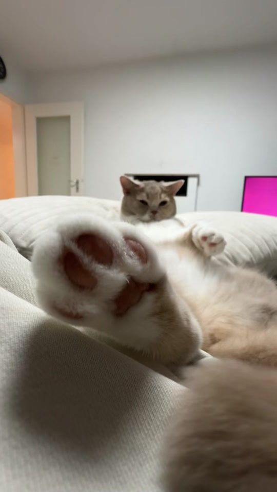 TikTok video thumbnail by daritoscats