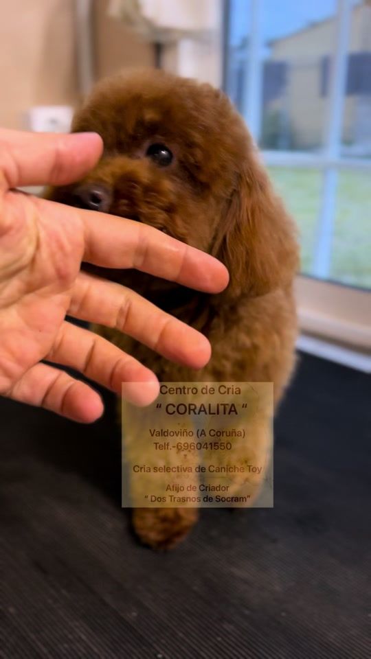 TikTok video thumbnail by dostrasnosdesocram