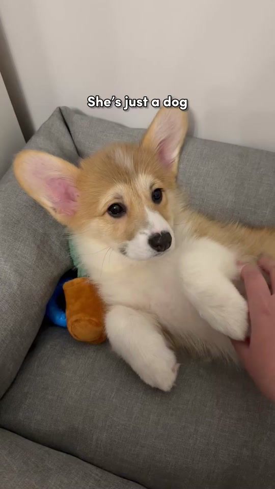 TikTok video thumbnail by jessiejennie8