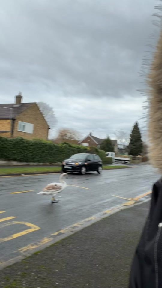 TikTok video thumbnail by amberijx