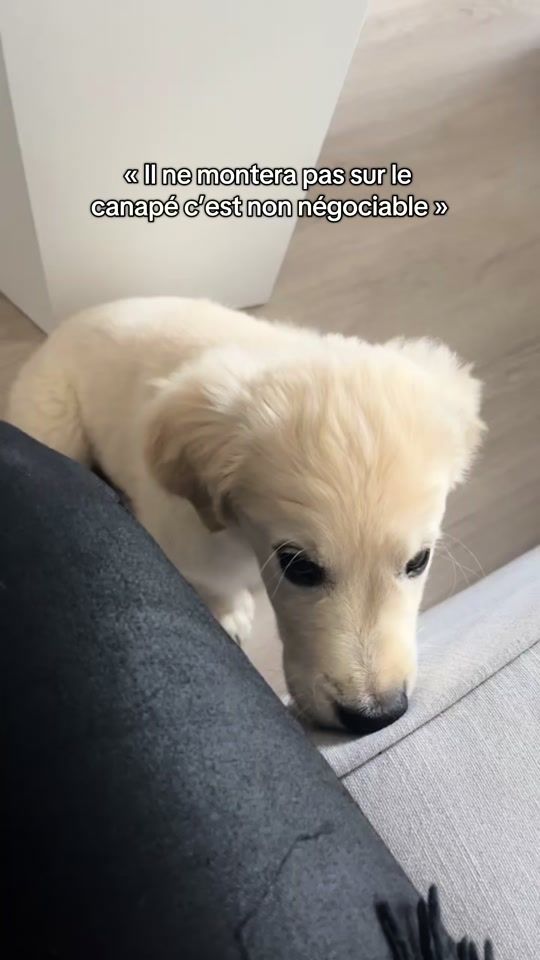 TikTok video thumbnail by ted_thegolden