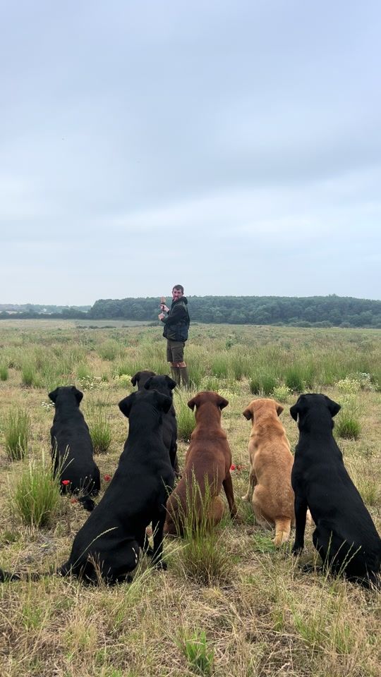 TikTok video thumbnail by slingleygundogs