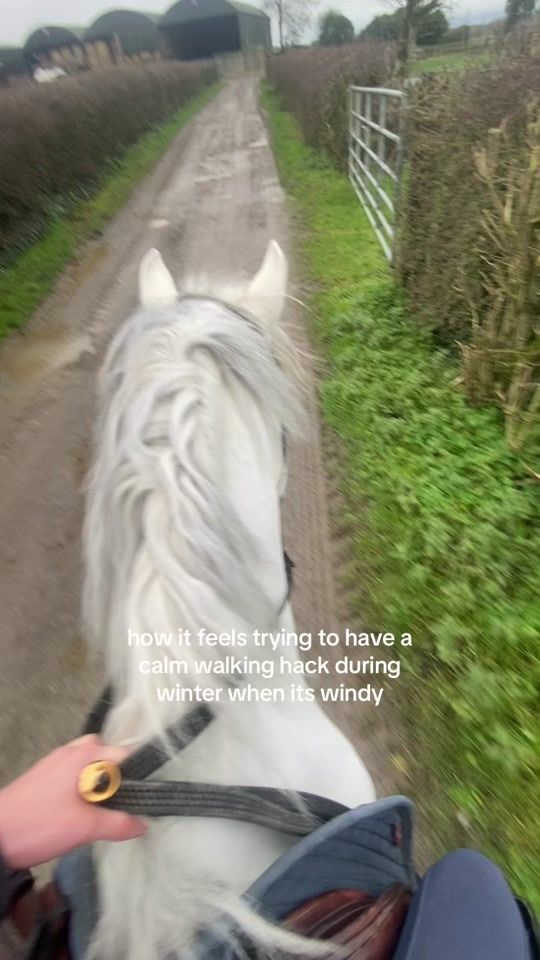 TikTok video thumbnail by lauraequestrian11
