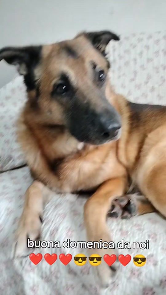 TikTok video thumbnail by pippogol2