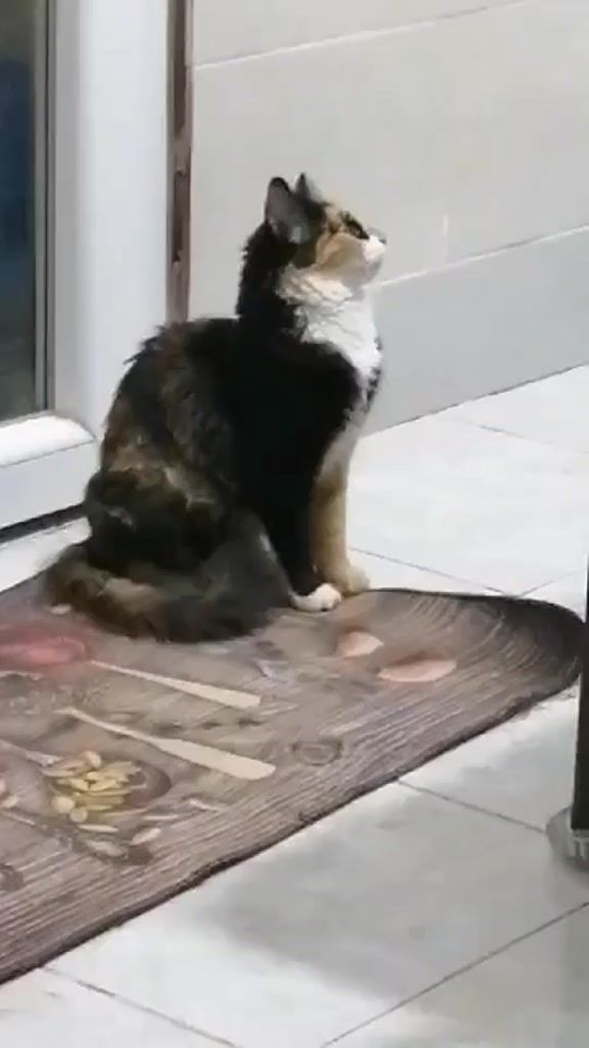 TikTok video thumbnail by kouki3571