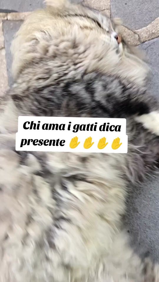 TikTok video thumbnail by bibystella9