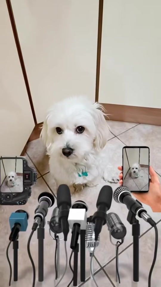 TikTok video thumbnail by toniaeneve