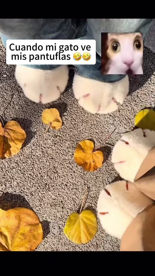 TikTok video thumbnail by iboopjgt.com