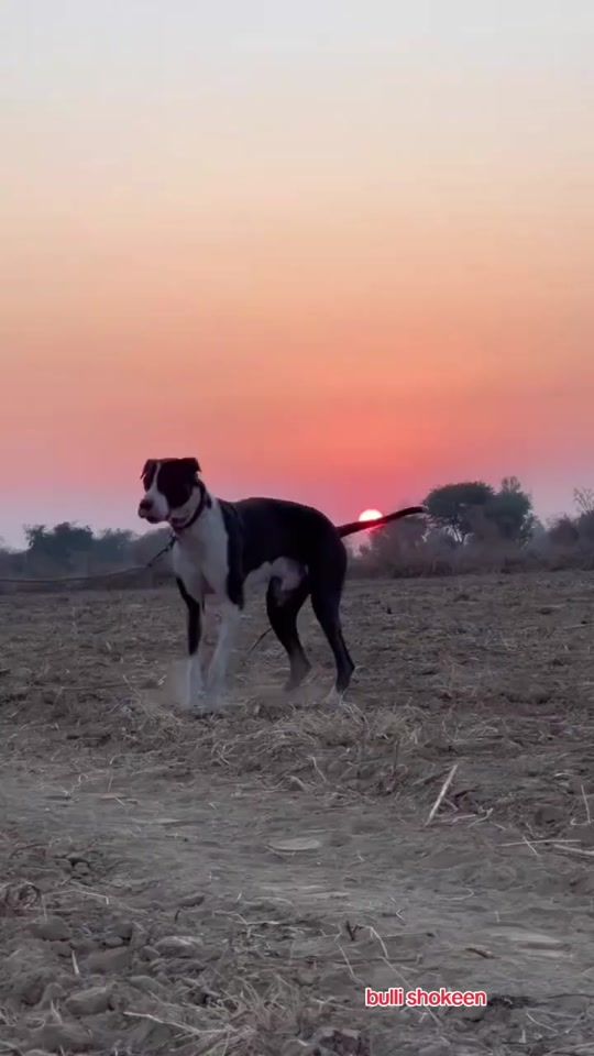TikTok video thumbnail by bullishokeen0
