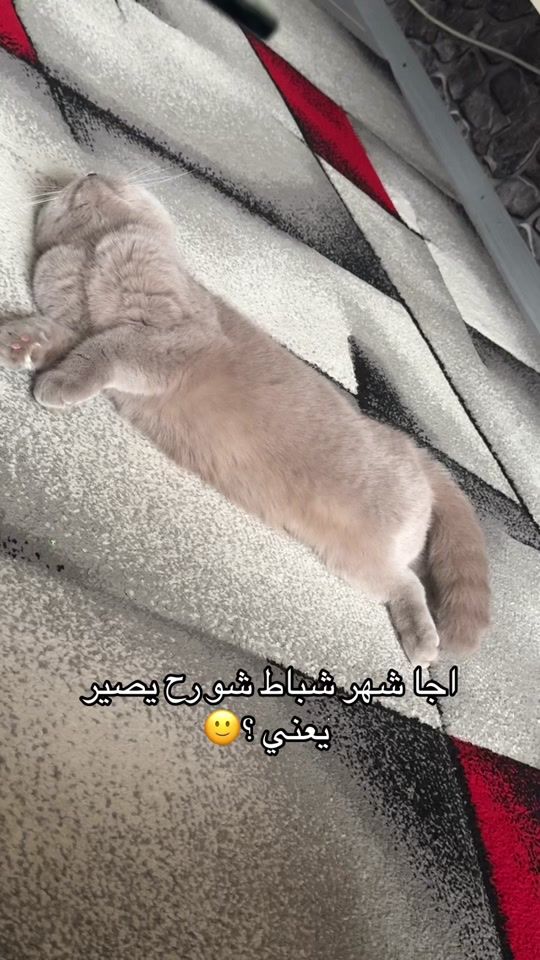 TikTok video thumbnail by shams.alsebeh99
