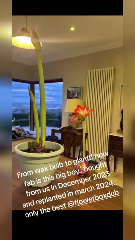 TikTok video thumbnail by theflowerboxdublin