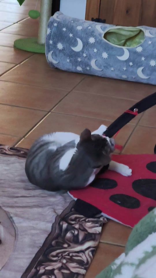 TikTok video thumbnail by anjagerlach191