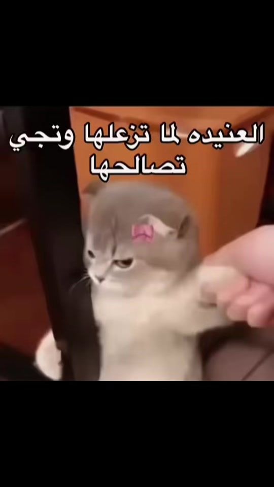 TikTok video thumbnail by fofo....26