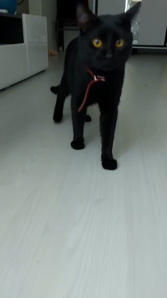 TikTok video thumbnail by irinaezdtgj