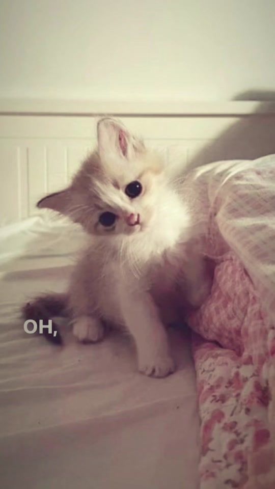TikTok video thumbnail by lyrics.kittens