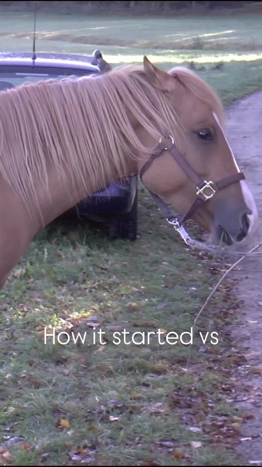 TikTok video thumbnail by nativehorses_official