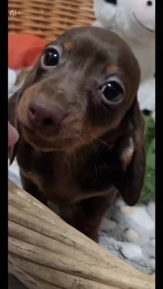 TikTok video thumbnail by life.with.panni