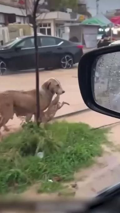 TikTok video thumbnail by salahadingyan
