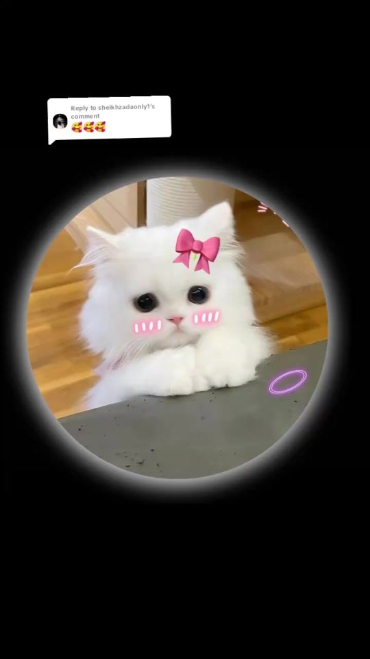 TikTok video thumbnail by dpeditor06