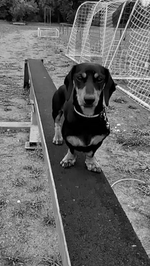 TikTok video thumbnail by doglifee0
