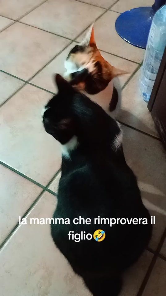 TikTok video thumbnail by la.rosa.rossa7