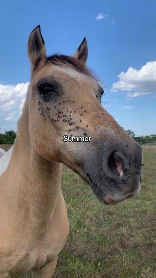 TikTok video thumbnail by mon_poney_pie__