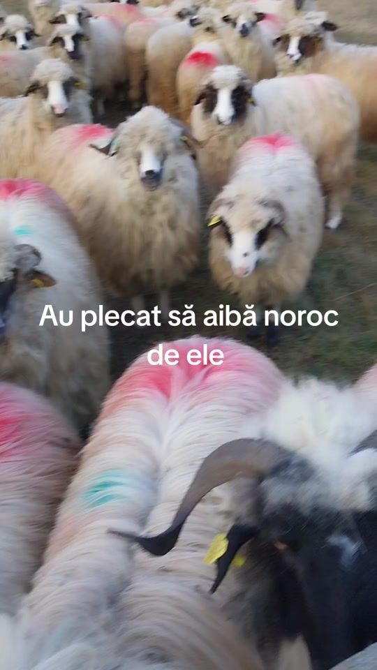 TikTok video thumbnail by dorinfechete0