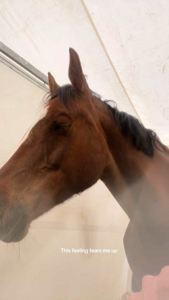 TikTok video thumbnail by scarlettshowjumping0
