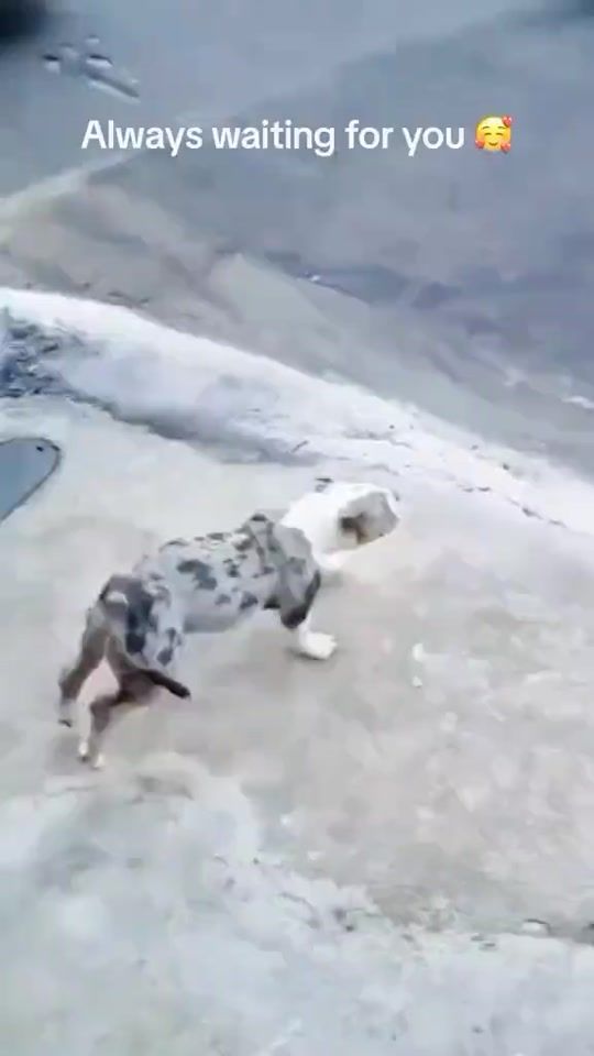 TikTok video thumbnail by raction08