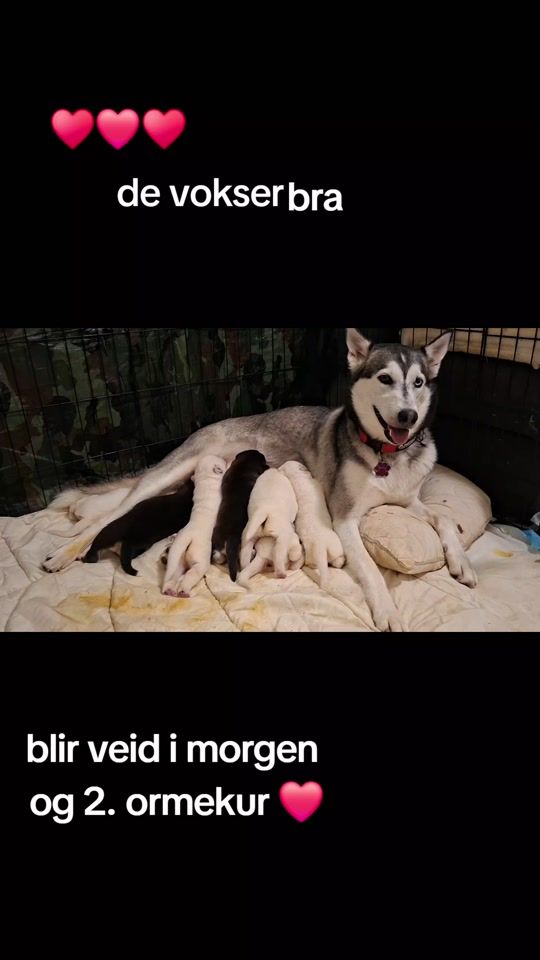 TikTok video thumbnail by mountainhuskyadventures