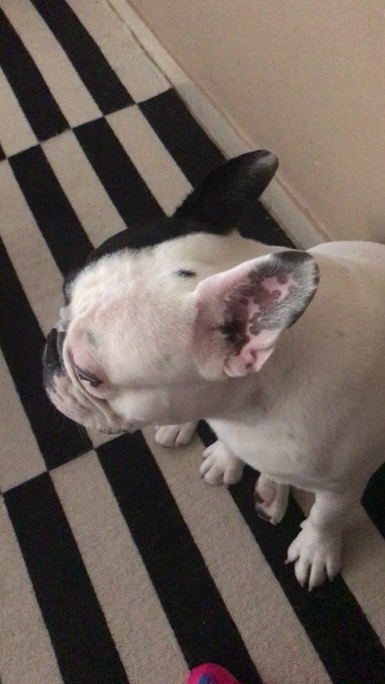 TikTok video thumbnail by jocathefrenchiebulldog