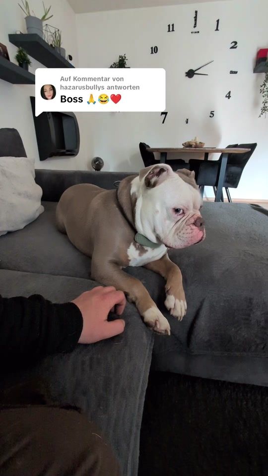 TikTok video thumbnail by oggythebully