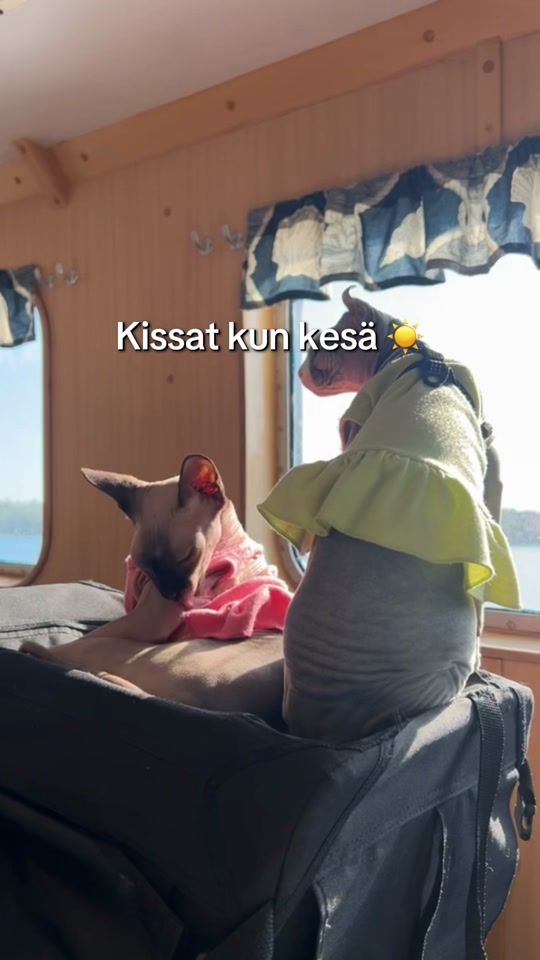 TikTok video thumbnail by evitaviitanen